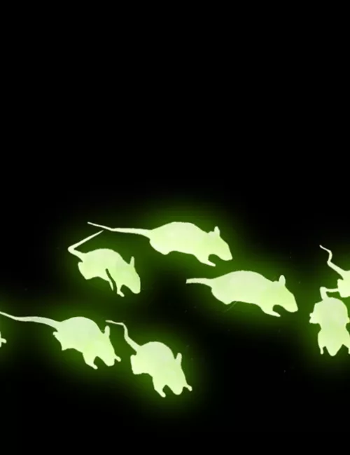 Photo du produit 12 Rats phosphorescents 4 cm Halloween