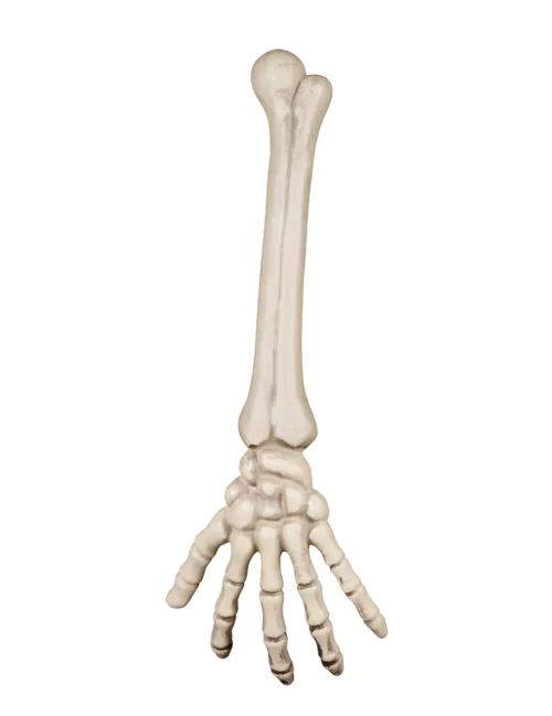 Photo du produit Main squelette 46 cm Halloween