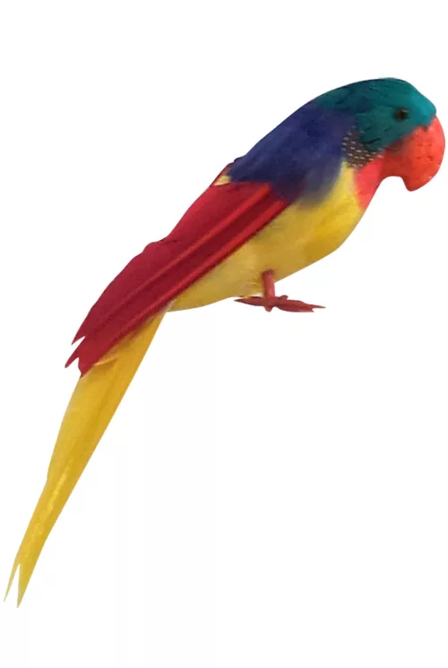 Photo du produit Perroquet des îles Hawaï