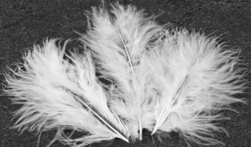 Photo du produit 20 Plumes de décoration blanches