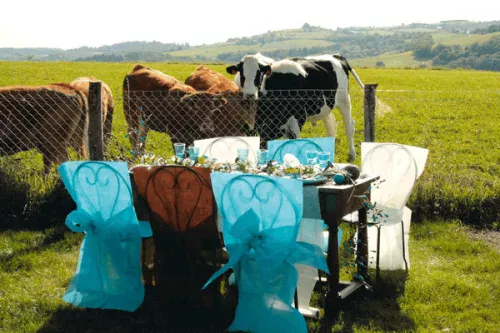 Photo du produit 10 Housses de chaise Premium chocolat