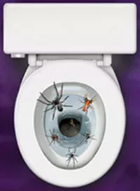 Photo du produit Décoration autocollante pour wc Araignées 30 x 43 cm