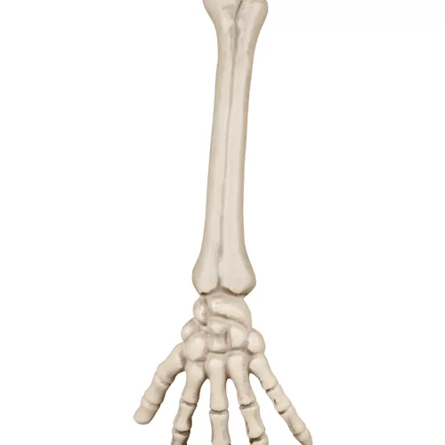 Photo du produit Main squelette 46 cm Halloween