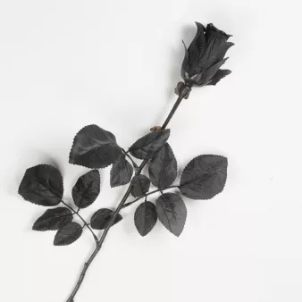Photo du produit Rose noire