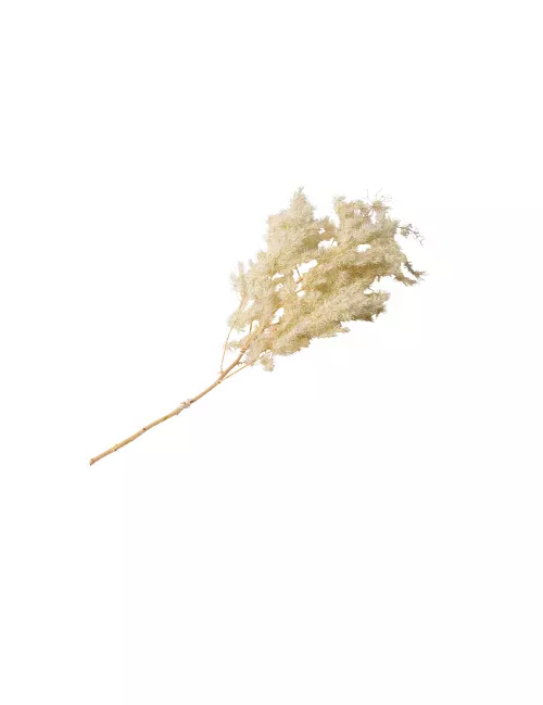 Photo du produit Branche de mini plumeaux naturels 50 cm