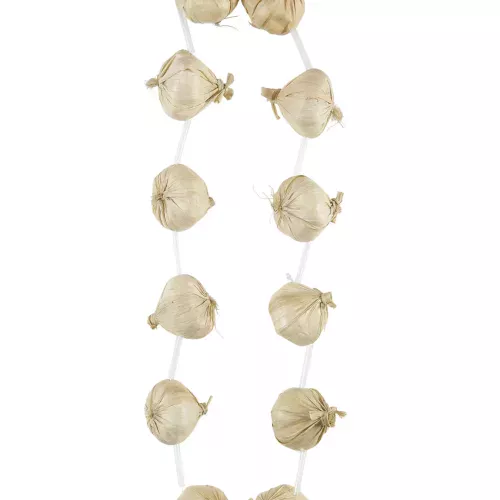 Photo du produit Collier d'ail adulte