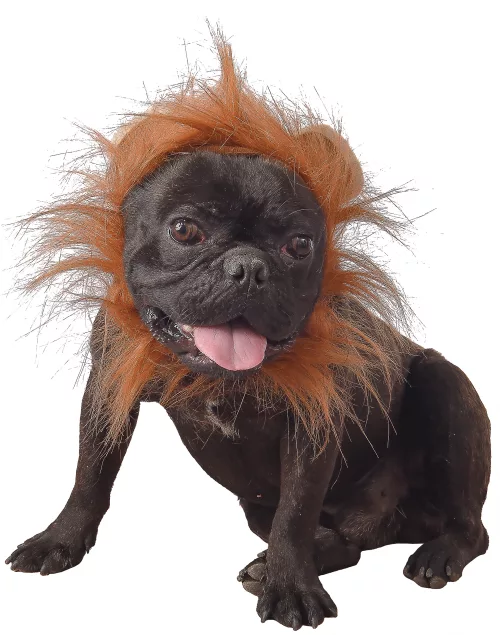 Photo du produit Déguisement lion pour chien