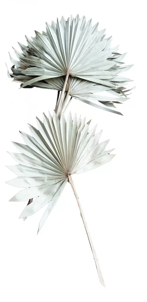 Photo du produit 10 Feuilles de palmier blanches 55 cm