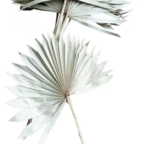 Photo du produit 10 Feuilles de palmier blanches 55 cm